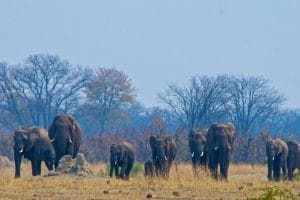 Elephant herd in Botswana, Africa.