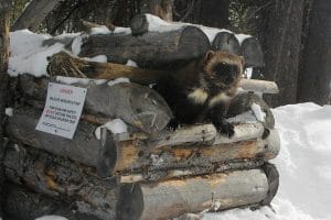 A Wolverine exits a research trap.