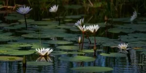 Water lilies in the Khwai River, Botswana. (G.Kayano, 2022)