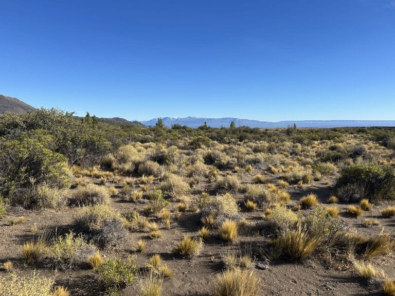 Photo above: The Patagonian steppe ecosystem in Chile Chico. Photo by M. Muller.