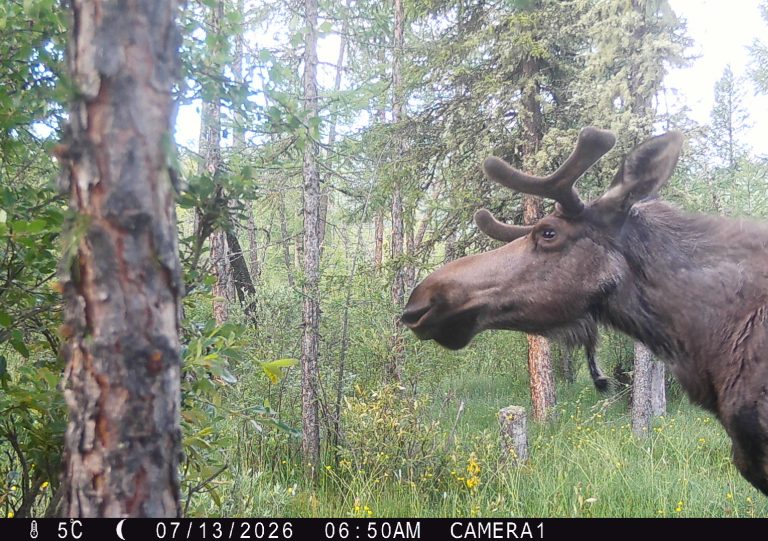 Yakutian moose (Alces alces pfizenmayeri)